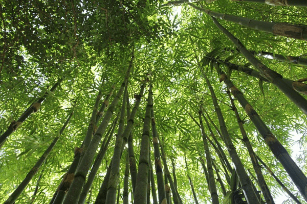 Bambu não enverga